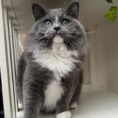 Ragdoll blue bicolore en patron solid : couleur pleine sur tout le corps, yeux verts