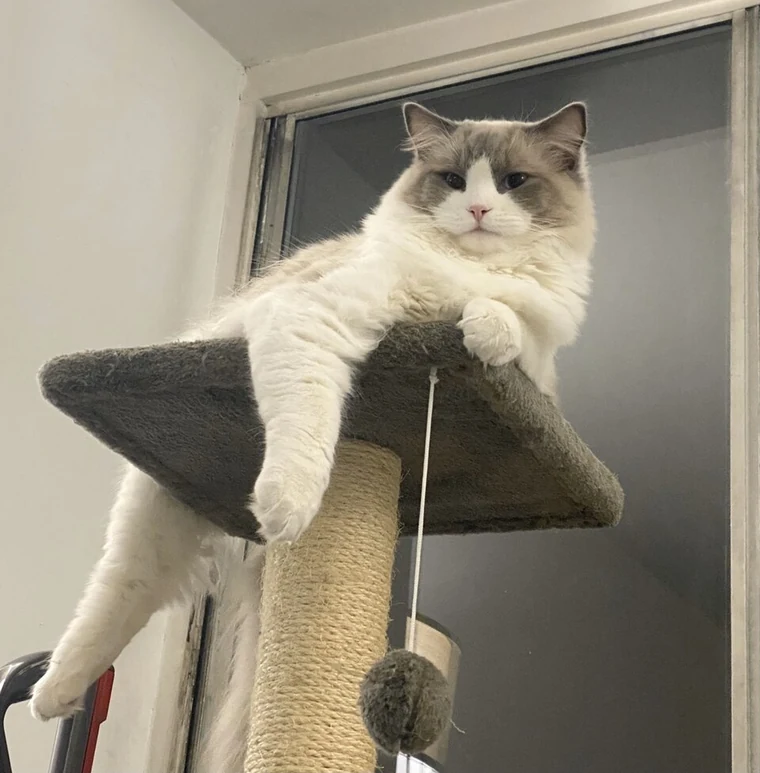 Ragdoll blue bicolore install&eacute; en hauteur sur son arbre &agrave; chat, d&eacute;tendu