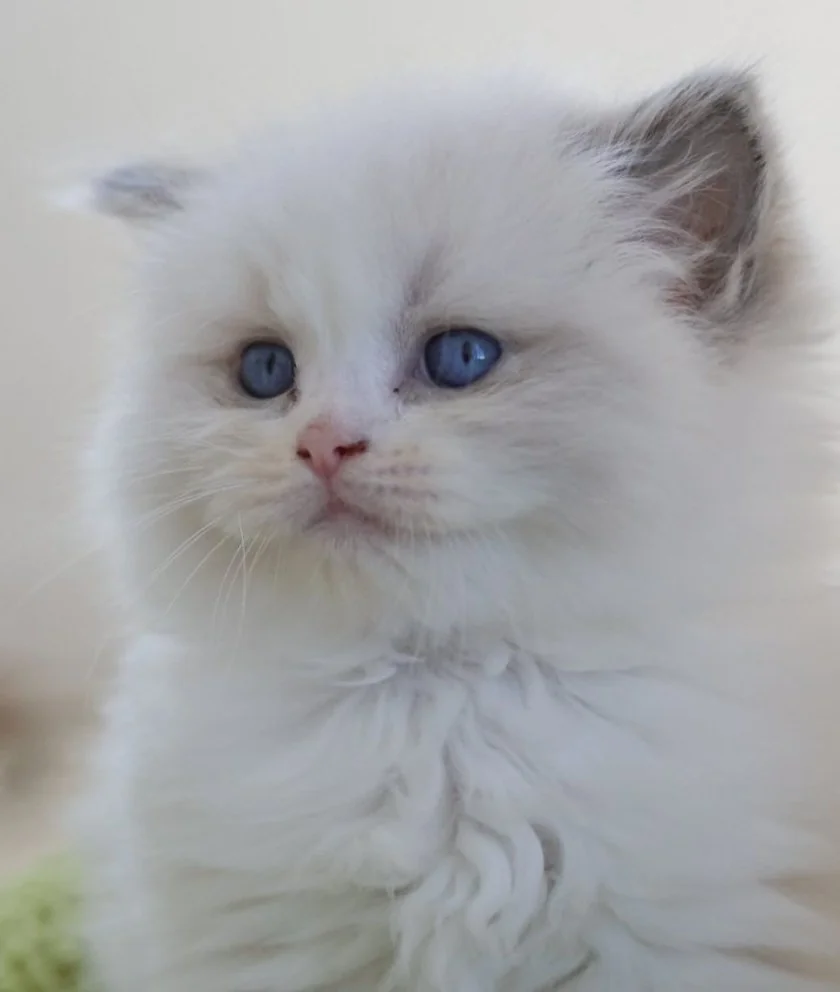 Ragdoll blue mid high white aux yeux bleus