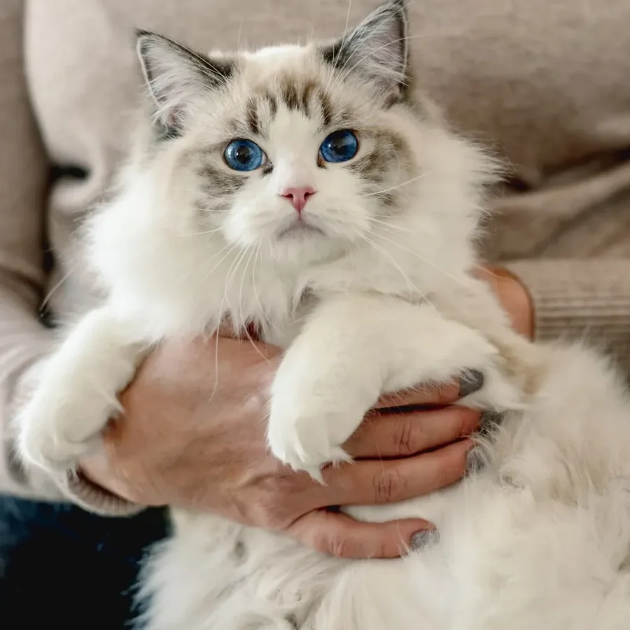 Ragdoll aux yeux bleus câliné dans les bras de sa propriétaire