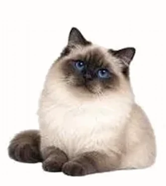 Ragdoll colourpoint, sans blanc