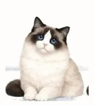 Ragdoll high-mitted, blanc remontant