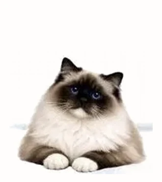 Ragdoll mitted, chaussettes blanches