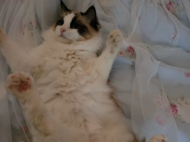 Ragdoll bicolore couché sur le dos, ventre offert et pattes relâchées