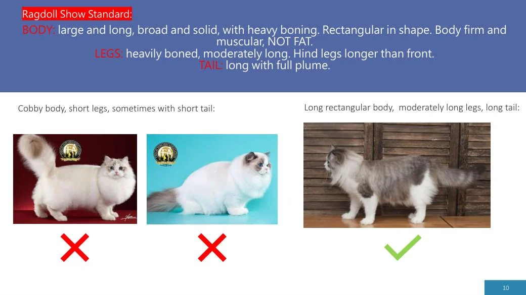 Ragdoll Revisited (CFA), diapositive 10