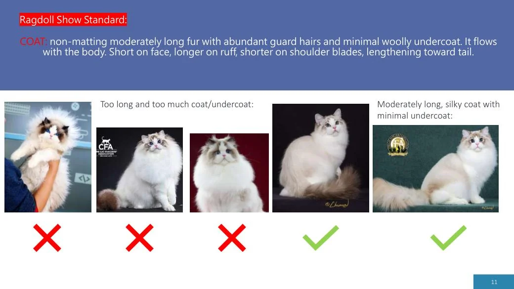 Ragdoll Revisited (CFA), diapositive 11