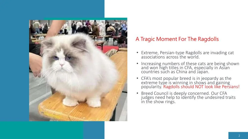 Ragdoll Revisited (CFA), diapositive 2