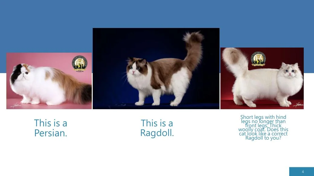 Ragdoll Revisited (CFA), diapositive 4