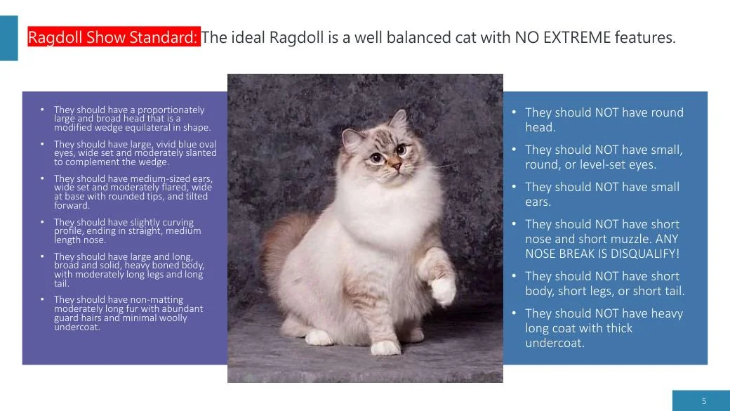 Ragdoll Revisited (CFA), diapositive 5