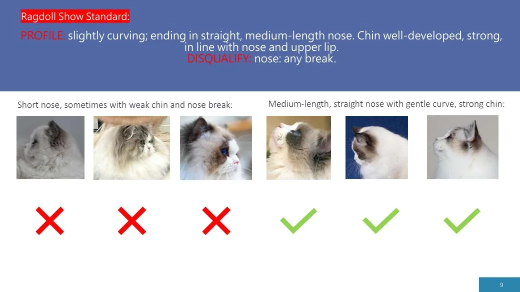 Ragdoll Revisited (CFA), diapositive 9