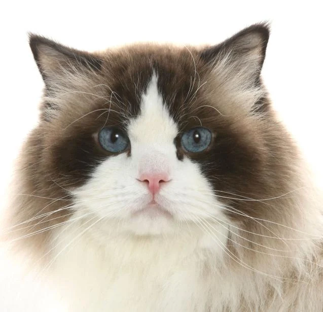 Portrait de face d'un Ragdoll seal bicolore : masque en V blanc sym&eacute;trique, ar&ecirc;te du nez blanche, oreilles color&eacute;es, yeux bleus