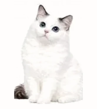 Ragdoll van, presque entièrement blanc