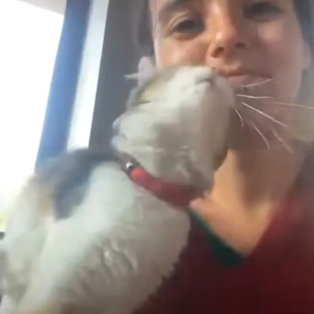 La chatonne trouvée dans la haie, blottie contre le menton de Laura