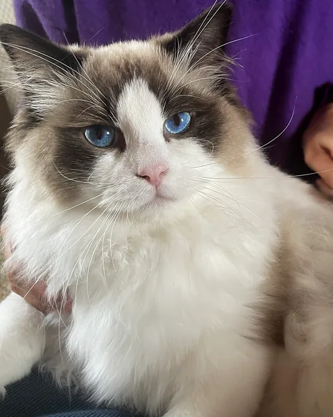Royaume d’Élégance Bijou à huit mois, jeune mâle Ragdoll seal bicolore dans les bras, collerette blanche et regard bleu