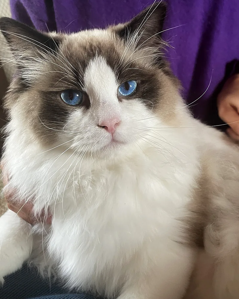 Royaume d’Élégance Bijou à huit mois, jeune mâle Ragdoll seal bicolore dans les bras, collerette blanche et regard bleu