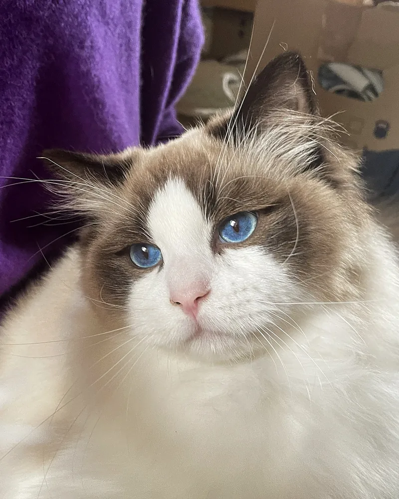 Royaume d’Élégance Bijou à huit mois en gros plan, masque seal, museau rose et yeux bleu saphir