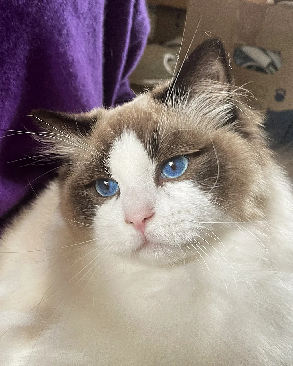 Royaume d’Élégance Bijou à huit mois en gros plan, masque seal, museau rose et yeux bleu saphir