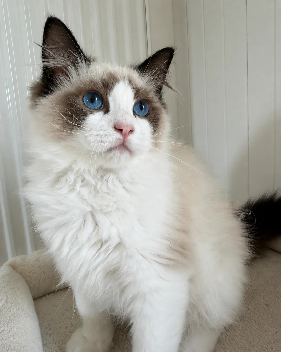 Royaume d’Élégance Bijou, jeune mâle Ragdoll seal bicolore assis, collerette fournie et regard bleu