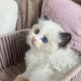Royaume d'Élégance Bijou, chaton Ragdoll seal bicolore, à 7 semaines, installé dans son panier