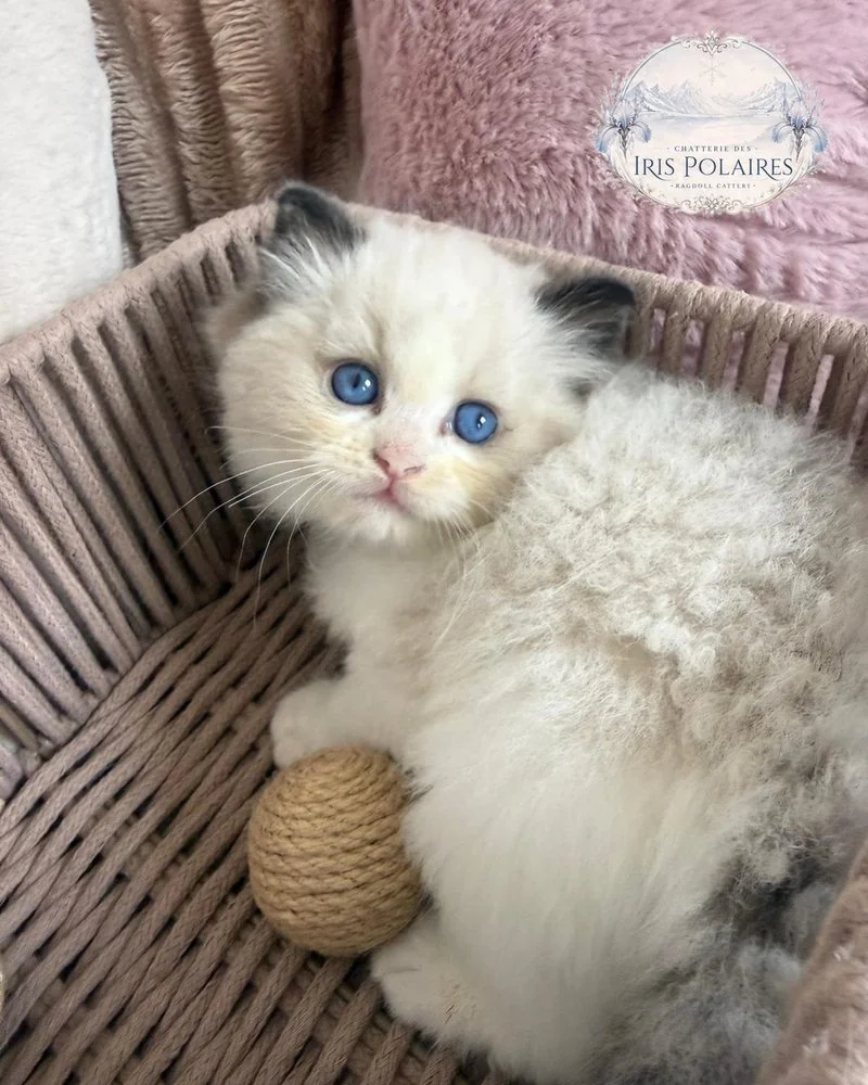 Royaume d'Élégance Bijou chaton, blotti dans son panier avec sa balle, grands yeux bleus