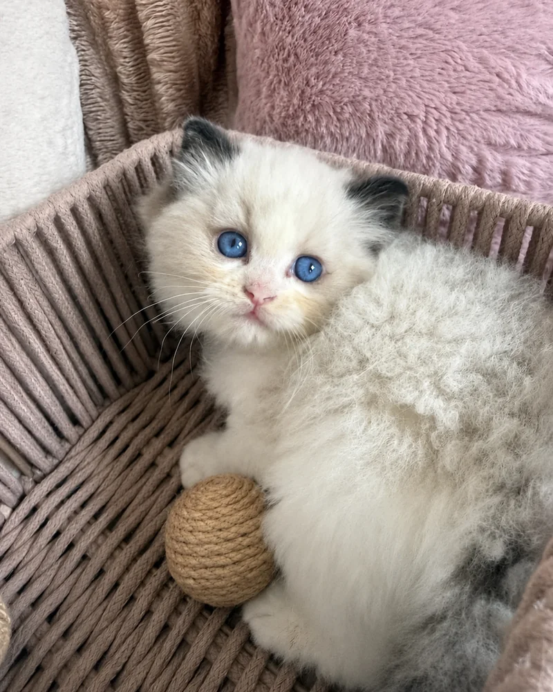 Royaume d’Élégance Bijou chaton, blotti dans son panier avec sa balle, grands yeux bleus