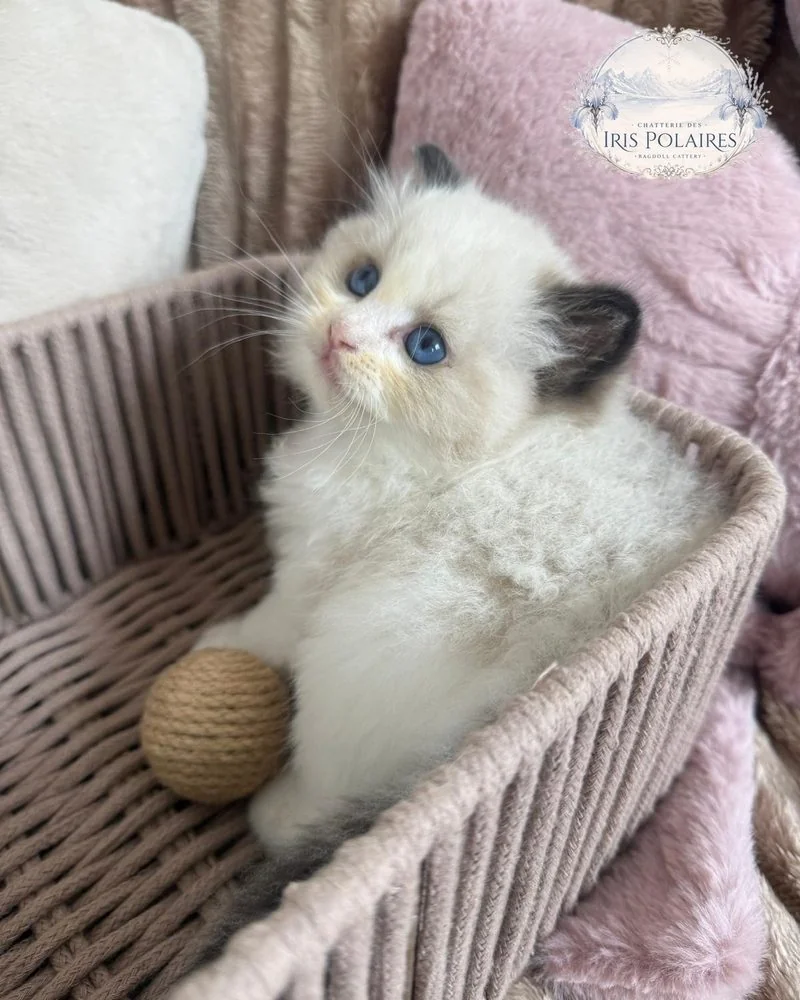 Royaume d'Élégance Bijou chaton dans son panier, le regard levé