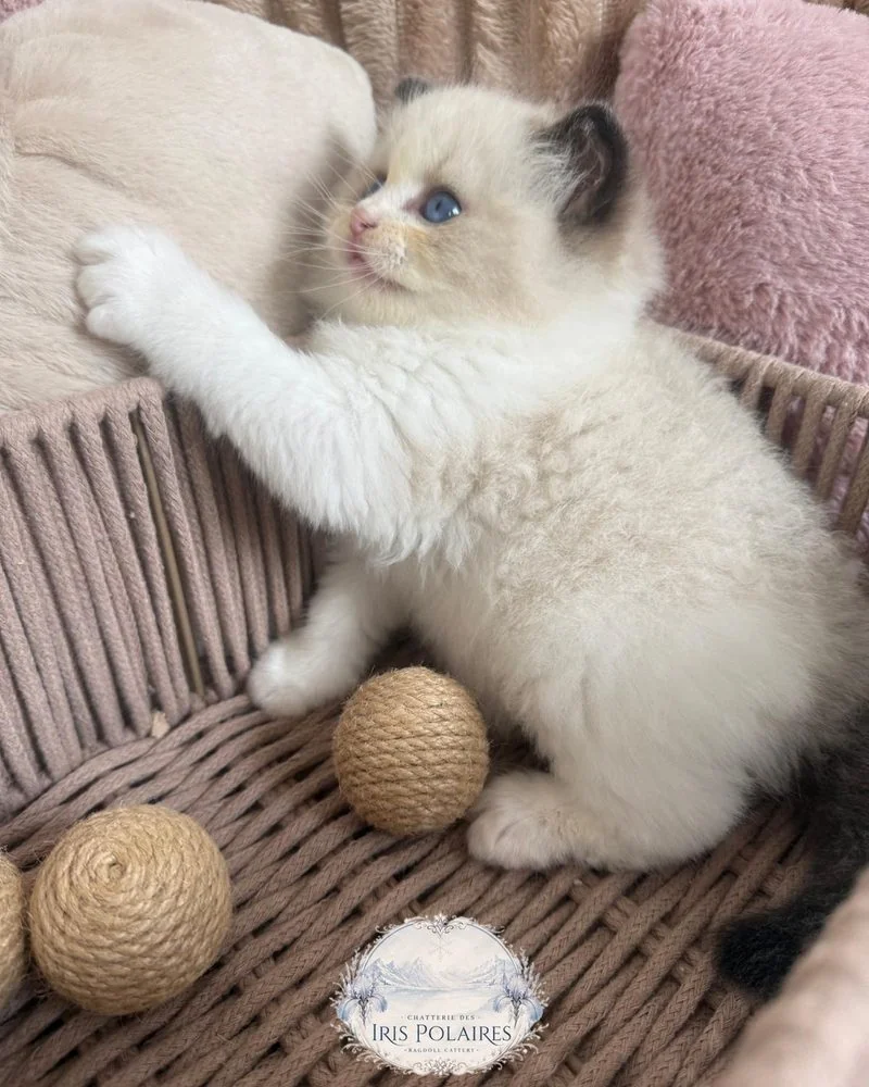 Royaume d'Élégance Bijou chaton joueur, grimpant hors de son panier