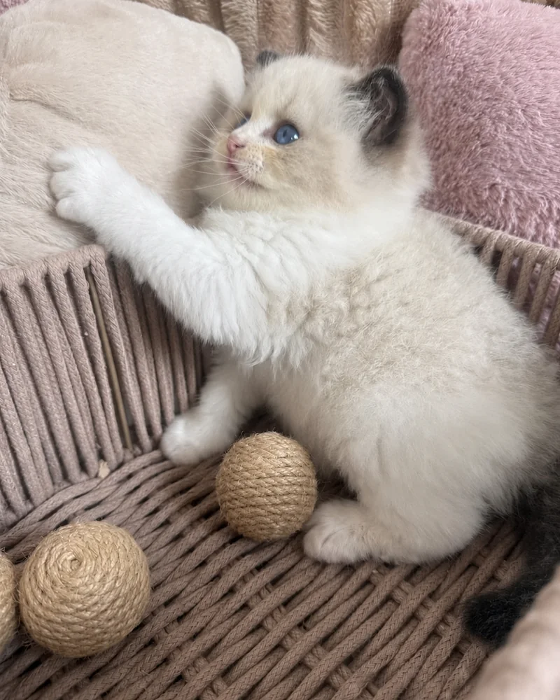 Royaume d’Élégance Bijou chaton joueur, grimpant hors de son panier