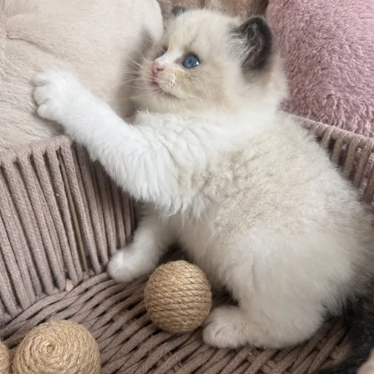 Bijou chaton, à l’élevage Royaume d’Élégance, sortant de son panier
