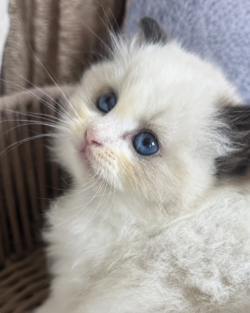 Royaume d’Élégance Bijou en gros plan, museau rose et regard d’un bleu profond