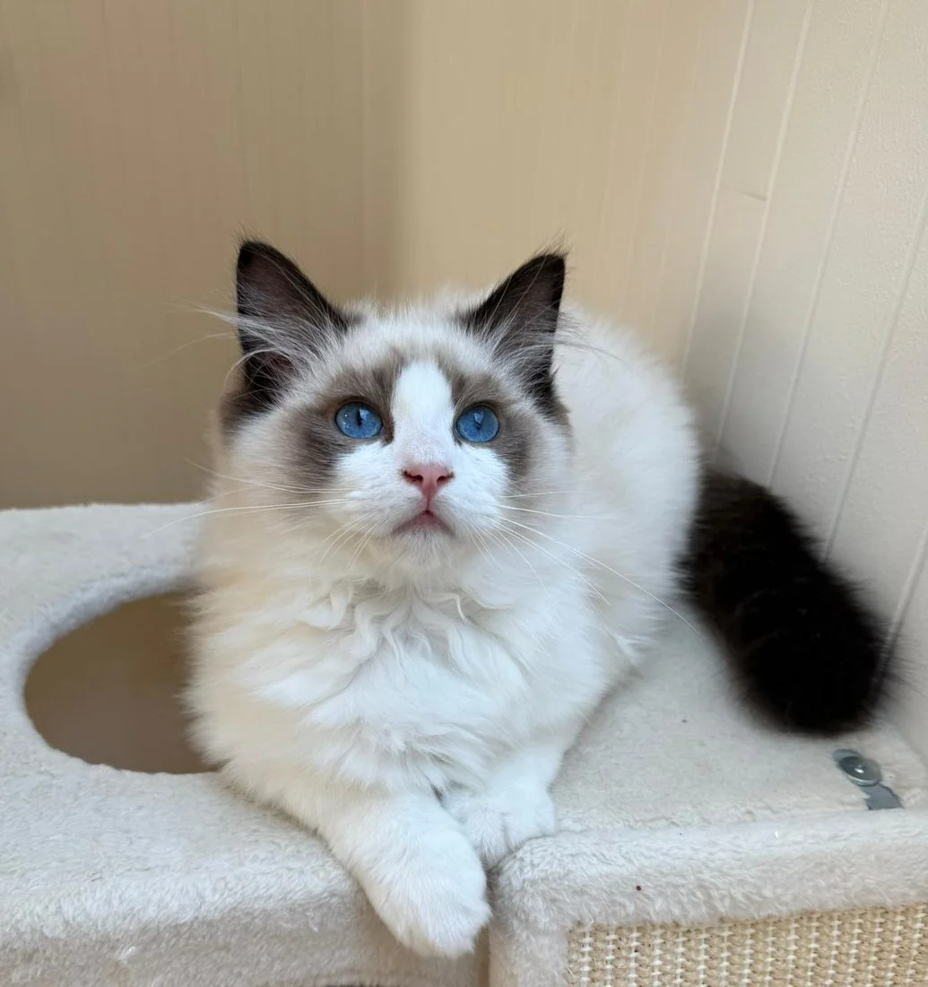 Royaume d'Élégance Bijou, jeune mâle Ragdoll seal bicolore aux yeux bleus