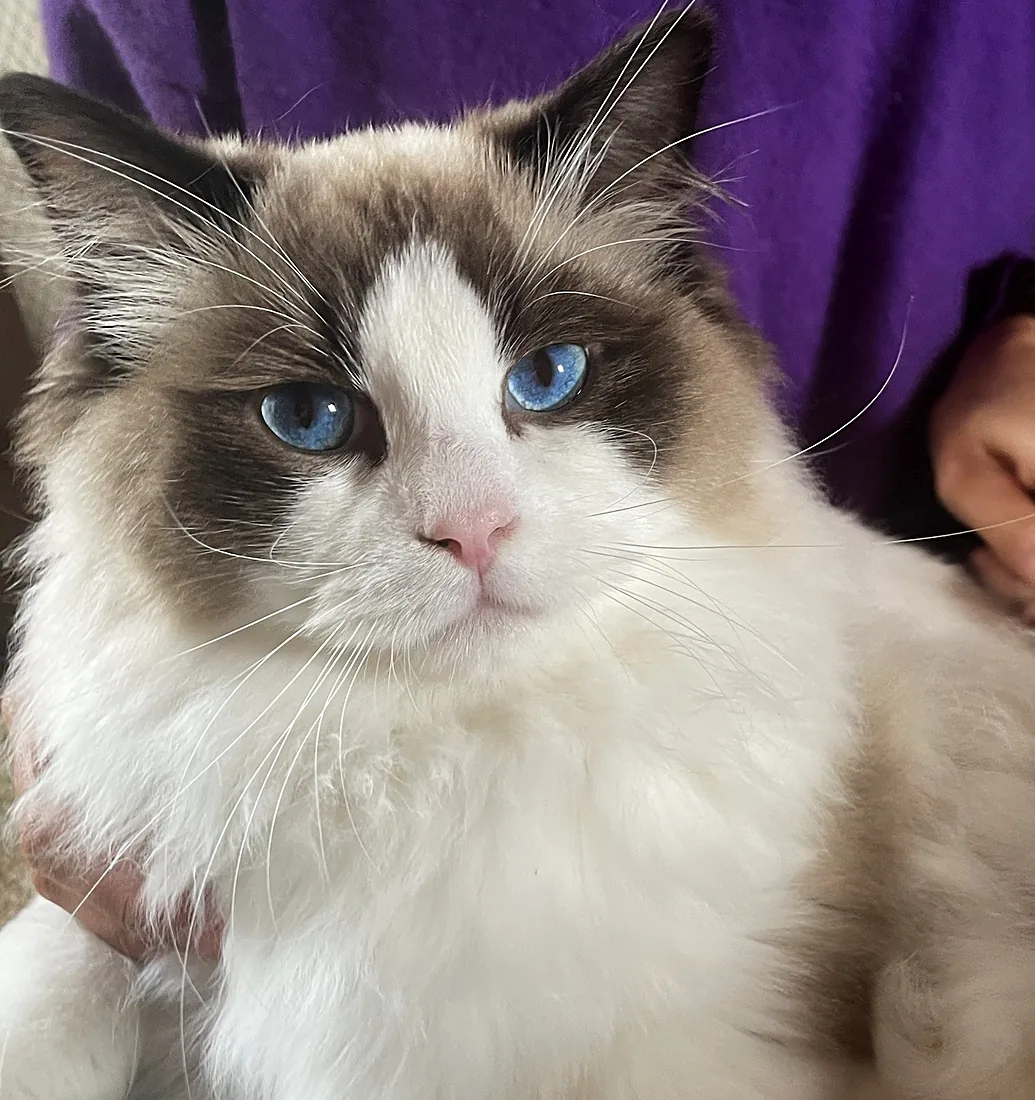 Royaume d’Élégance Bijou, jeune mâle Ragdoll seal bicolore aux yeux bleus