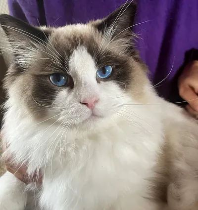 Royaume d’Élégance Bijou, mâle Ragdoll seal bicolore