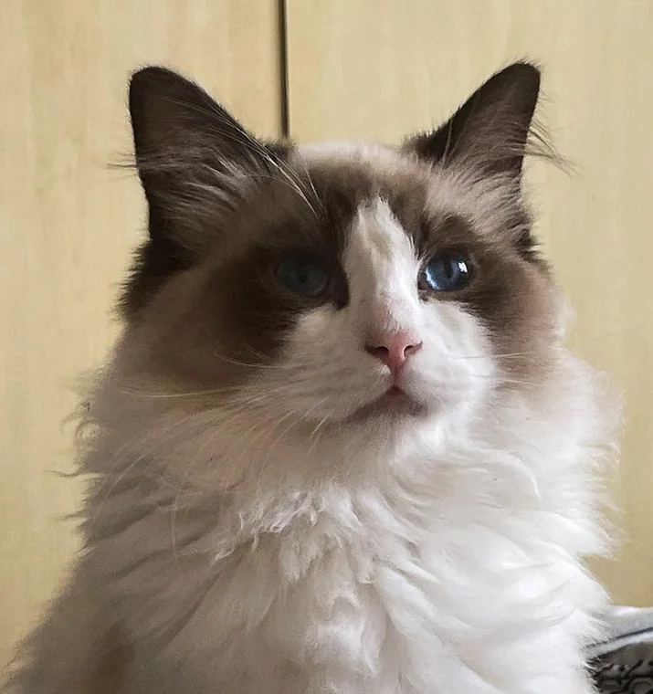 Royaume d’Élégance Bijou, mâle Ragdoll seal bicolore