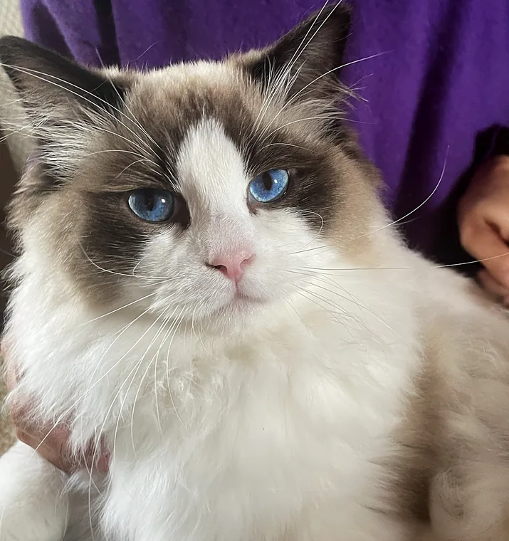 Royaume d’Élégance Bijou, mâle Ragdoll seal bicolore