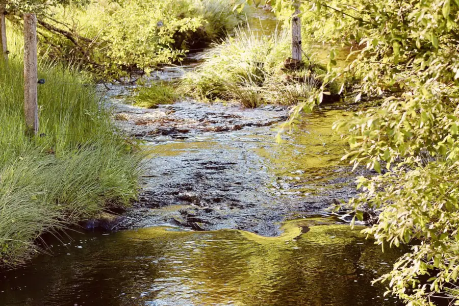 Ruisseau bordé de hautes herbes et de feuillages, sur le plateau de Millevaches à Peyrelevade en Corrèze