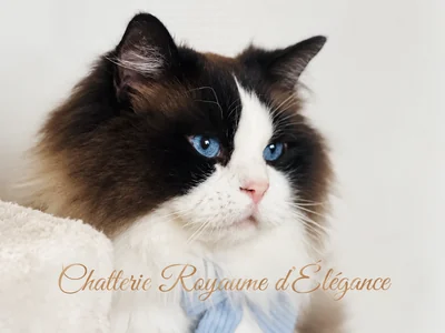 Ryan du Maquis Portovec, Ragdoll seal bicolore, père de Bijou
