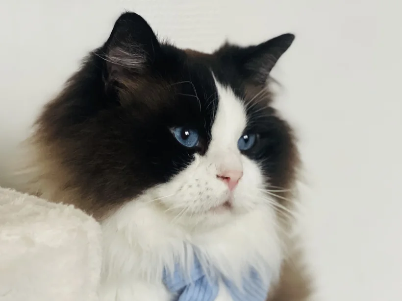 Ryan du Maquis Portovec, Ragdoll seal bicolore, père de Bijou