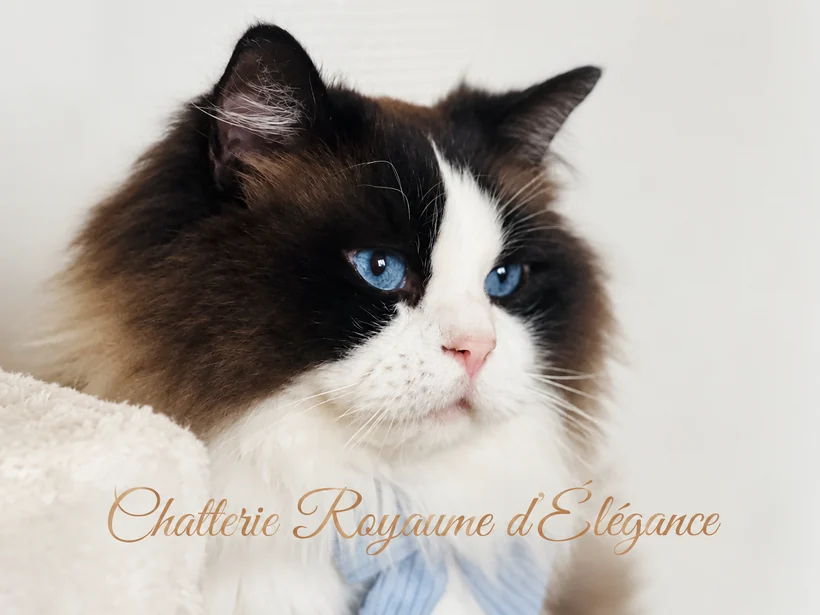 Ryan du Maquis Portovec, Ragdoll seal bicolore, père de Bijou