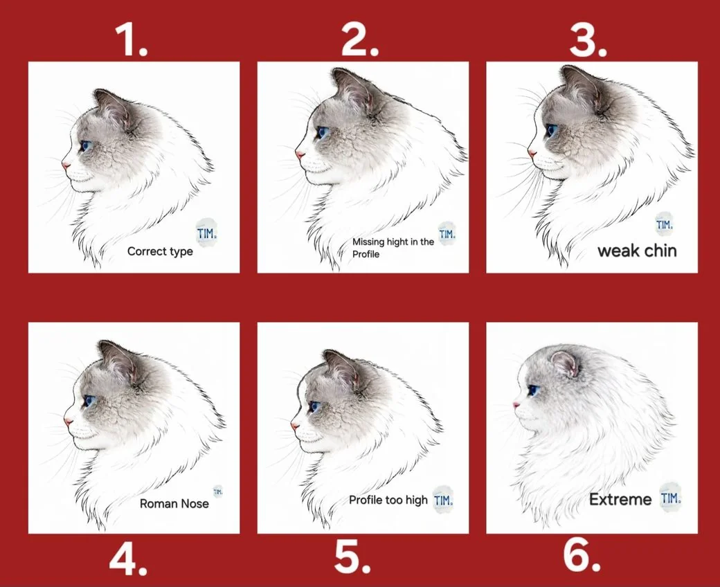 Six profils de Ragdoll comparés