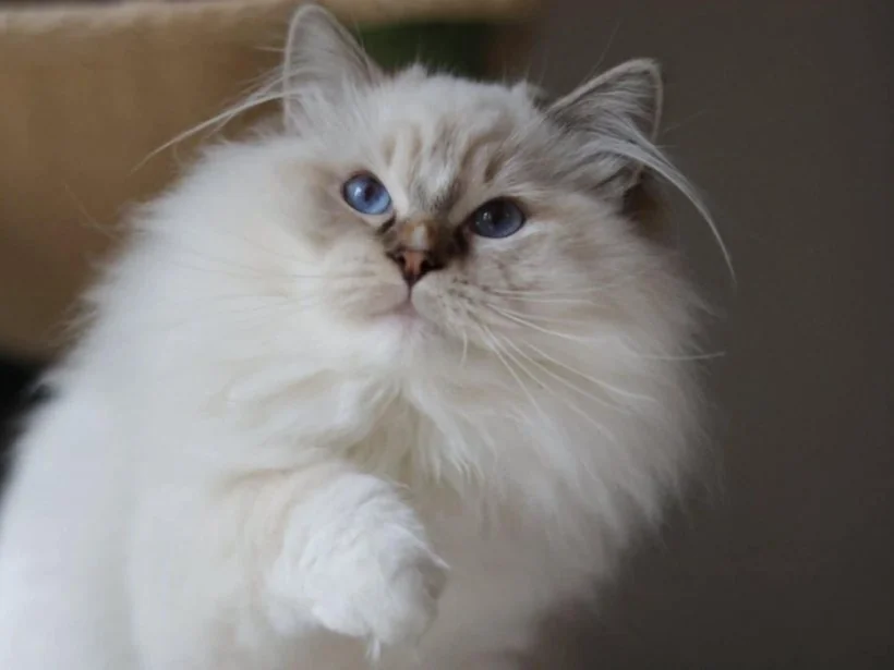 Zooko de Golden Victoria, Ragdoll chocolate tabby point mitted, père de Echo de Narcisse Brontë